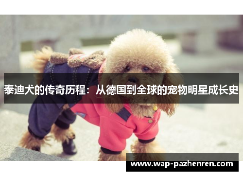 泰迪犬的传奇历程:从德国到全球的宠物明星成长史 泰迪犬的传奇历程:从德国到全球的宠物明星成长史